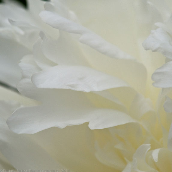 debby-krim---three-petals